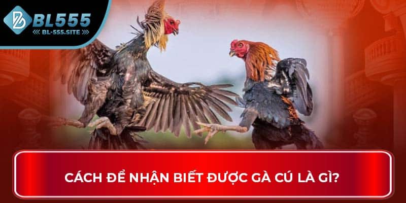 Cách để nhận biết được gà cú là gì?
