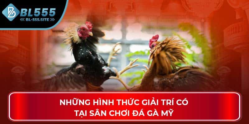 Những hình thức giải trí có tại sân chơi đá gà Mỹ
