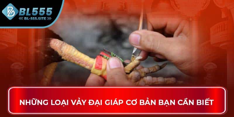 Những loại Vảy Đại Giáp cơ bản bạn cần biết