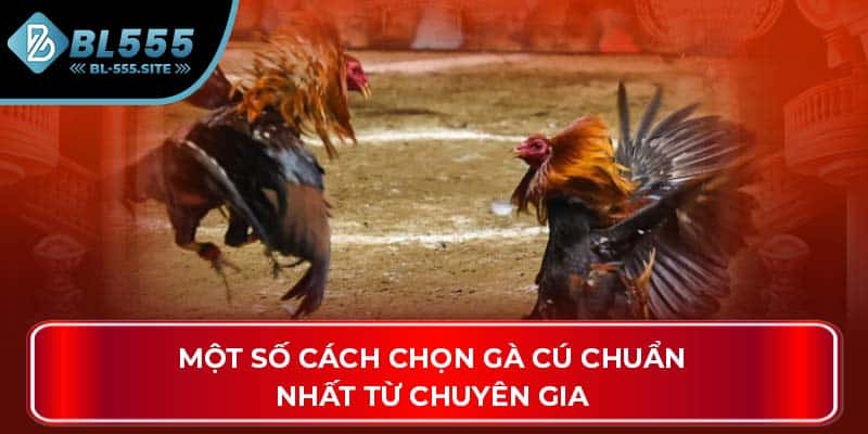 Một số cách chọn gà cú chuẩn nhất từ chuyên gia